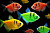 Тернеция (GloFish) Ассорти Полоска Светящаяся